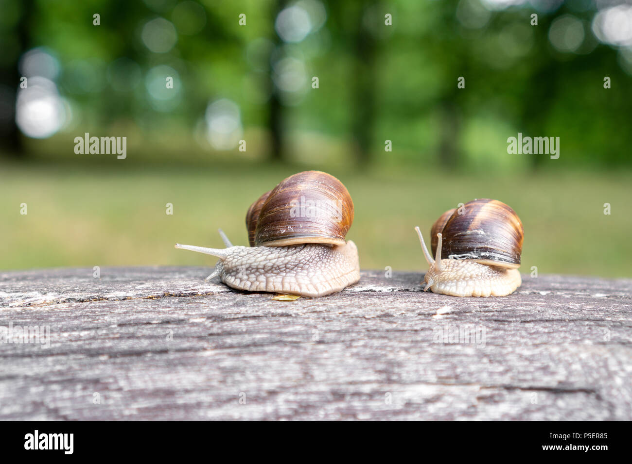 Two snails with light brown striped shell, crawling on old fallen tree Stock Photo