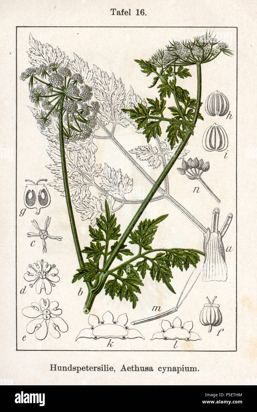 N/A. English: Aethusa cynapium L. Original Description Hundspetersilie, Aethusa cynapium  . 1796. Johann Georg Sturm (Painter: Jacob Sturm) 64 Aethusa cynapium Sturm12016 Stock Photo