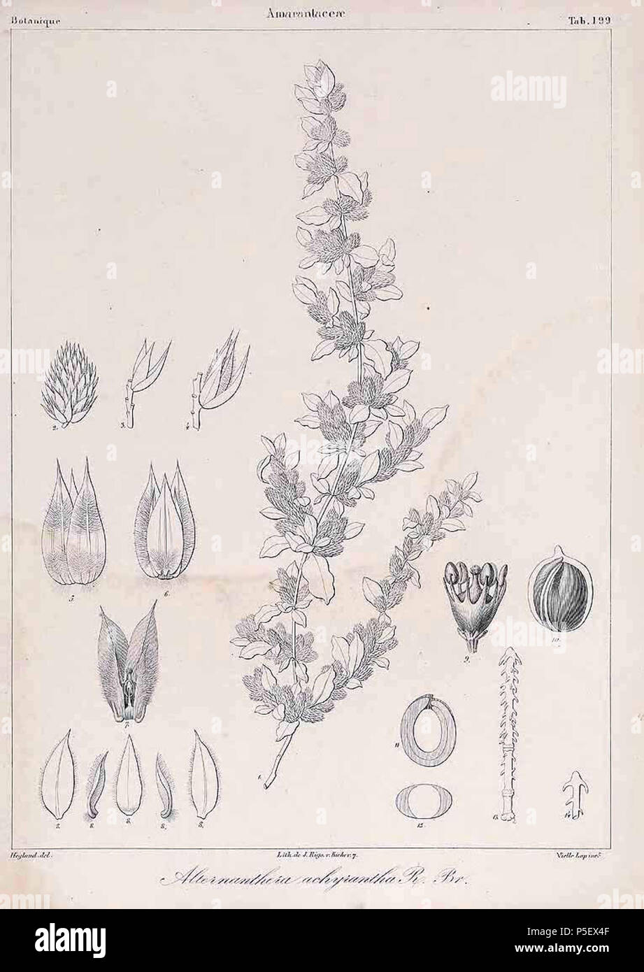 N/A. English: Plate showing Alternanthera pungens Webb, P.B., Berthelot, S., Histoire naturelle des Iles Canaries, vol. 2(3): p. 193, t. 199 (1836) . 1836. Jean Cristoph Heyland (1792-1866) 89 Alternanthera pungens01 Stock Photo