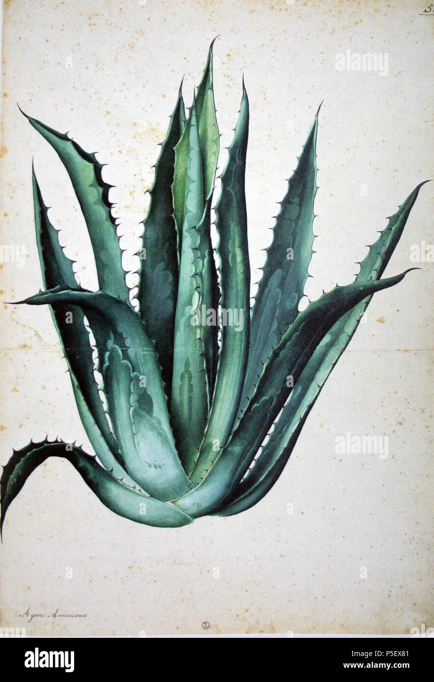N/A. Agave americana from a series of paintings done for Francesco I de'  Medici . between 1577 and 1587. Jacopo Ligozzi (15471627) 68 Agave  americana00a Stock Photo - Alamy