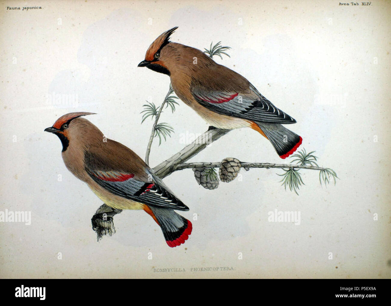 Japanische Fauna Pl154 Philipp Franz Balthasar Von Siebold