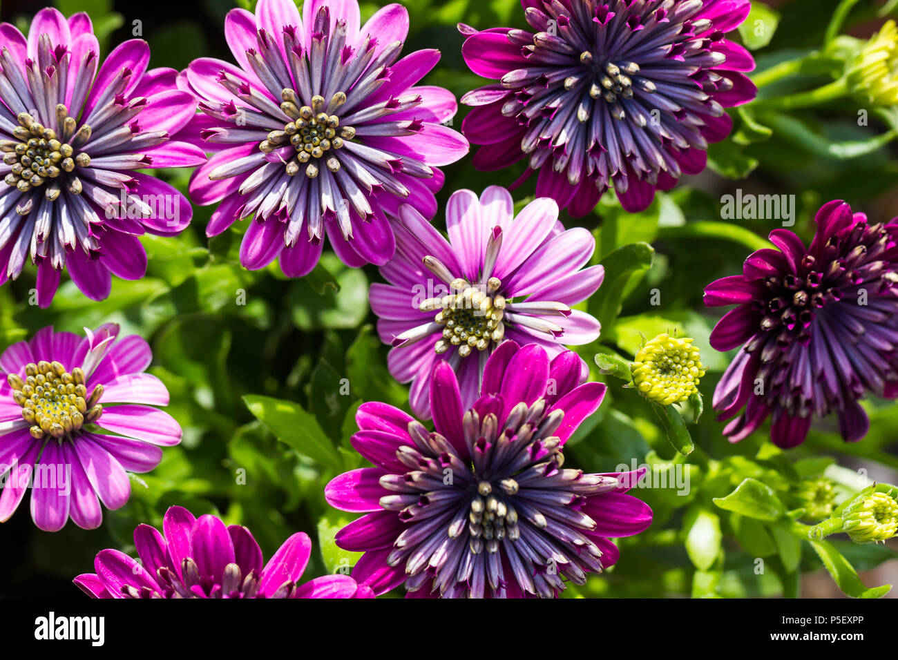 Double African daisy flowers. osteospermum, blooming in summertime, Dorset, United Kingdom Stock Photo