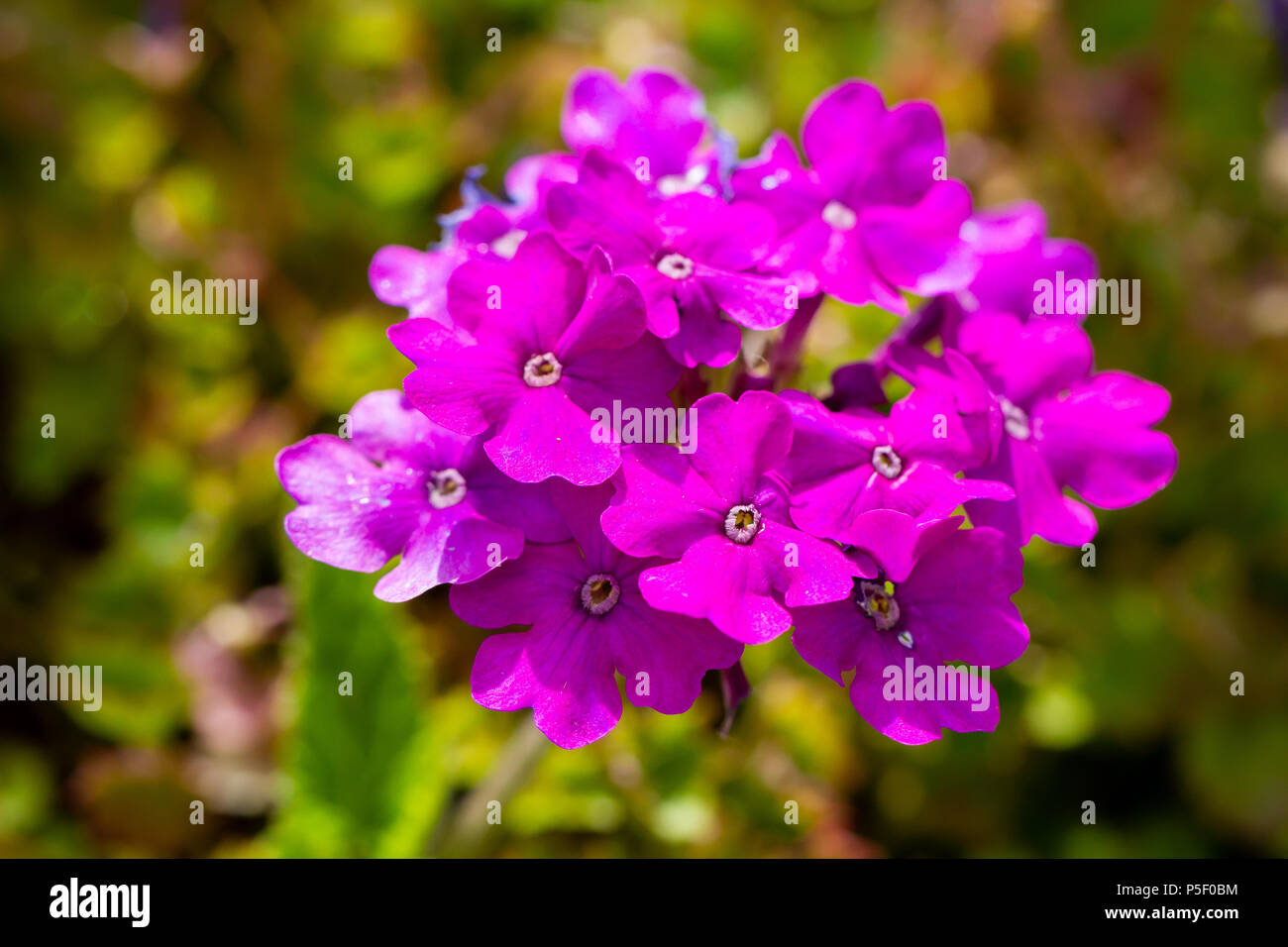 Trailing verbena plants, flowers blooming in summer, close up, Dorset