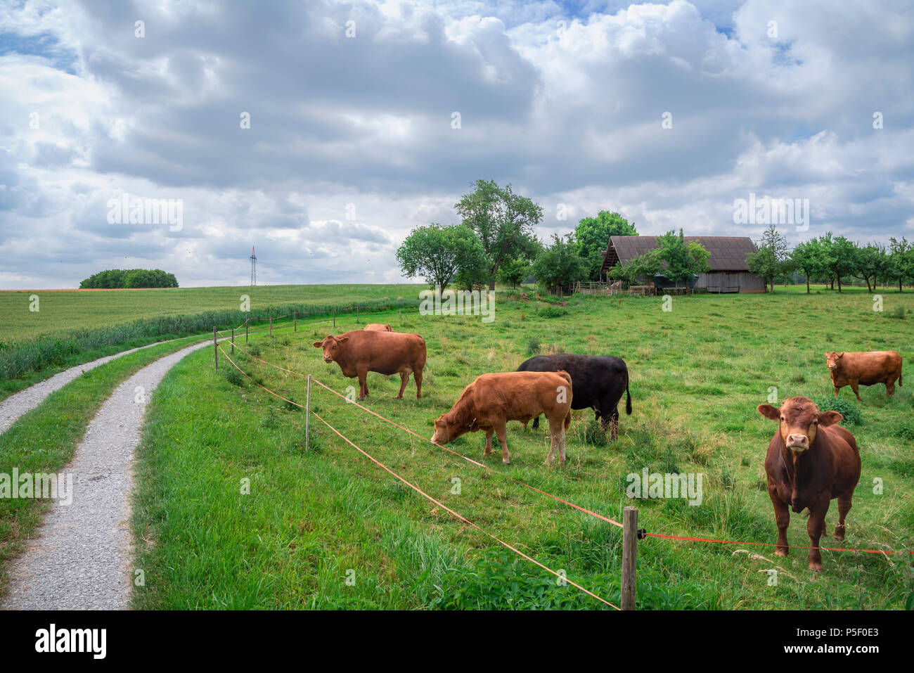 Beautiful rural image with a herd of mixt cows on a green pasture, a country road and agricultural fields, on a summer sunny day, in Germany. Stock Photo