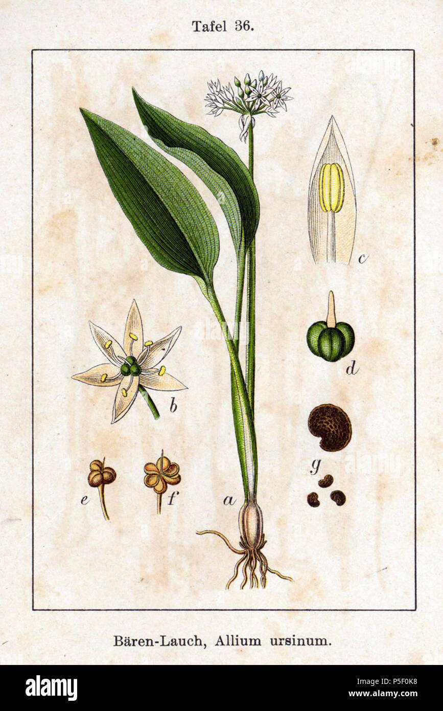 N/A. English: Allium ursinum L. Original Description Bären-Lauch, Allium ursinum  . 1796. Johann Georg Sturm (Painter: Jacob Sturm) 86 Allium ursinum Sturm36 Stock Photo