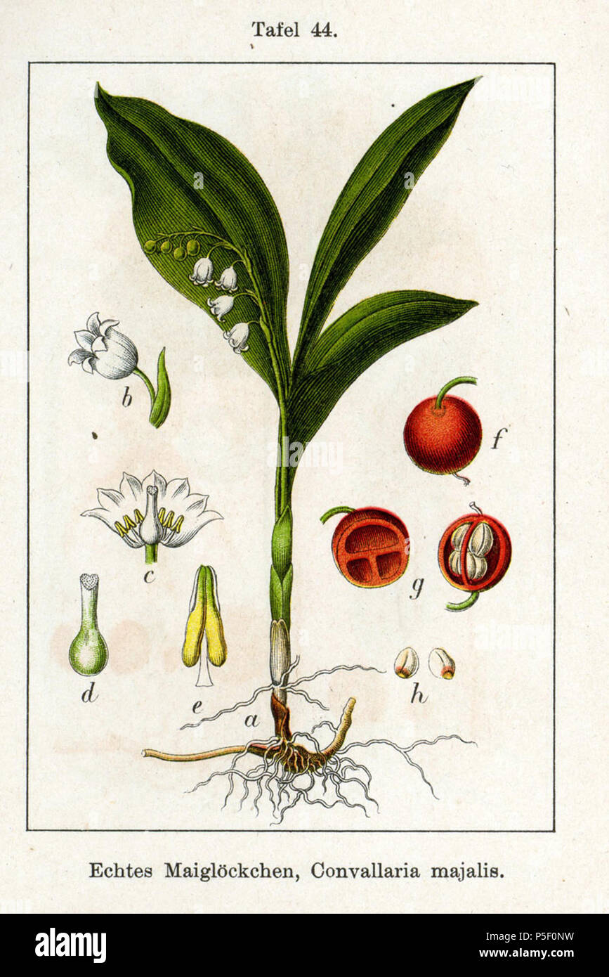 N/A. English: Convallaria majalis L. Original Description Echtes Maiglöckchen, Convallaria majalis  . 1796. Johann Georg Sturm (Painter: Jacob Sturm) 377 Convallaria majalis Sturm44 Stock Photo