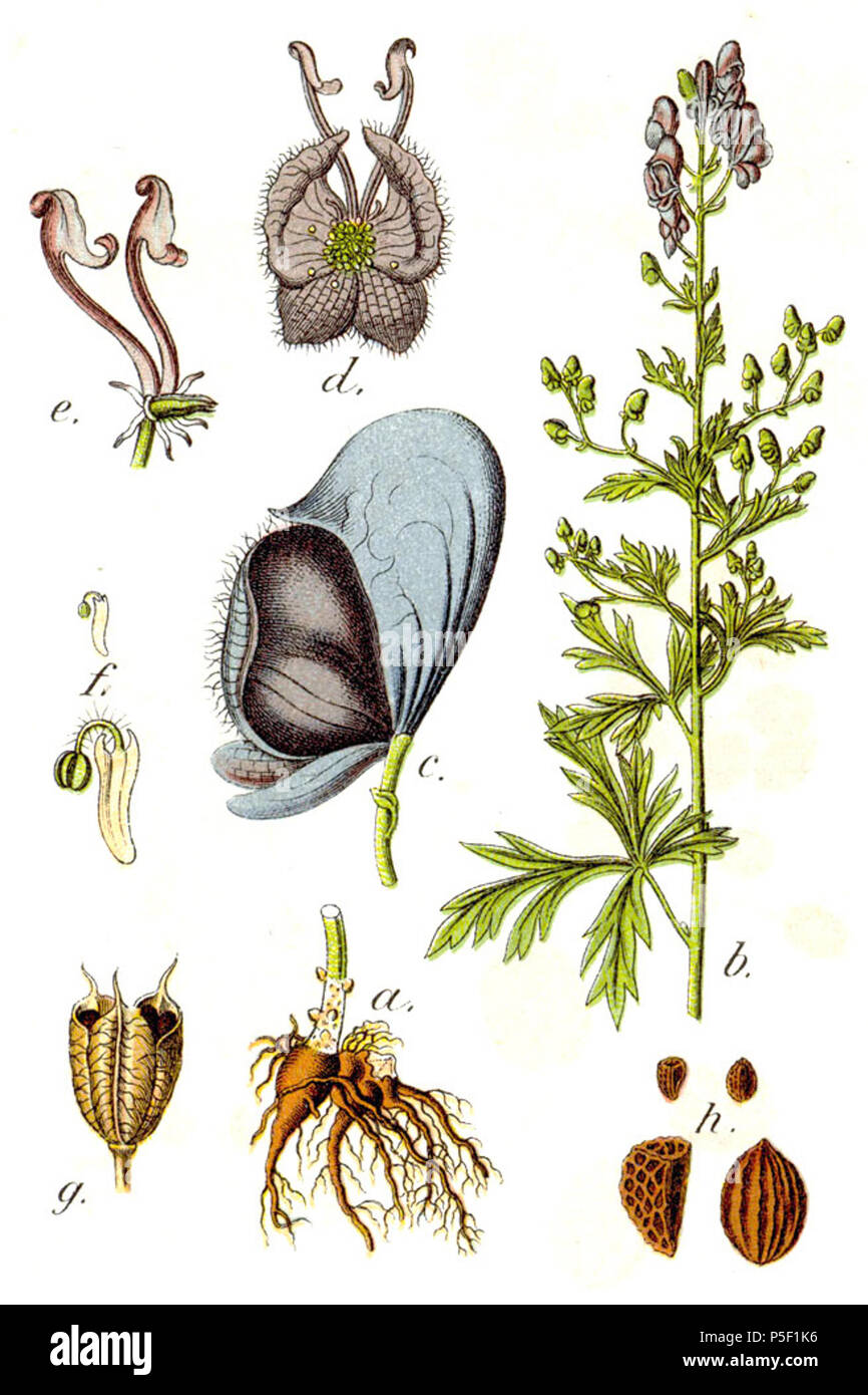 N/A. Aconitum napellus L., syn. Delphinium napellus (L.) Baill. Original Caption Blauer Eisenhut, Delphinium napellus . 1796. Johann Georg Sturm, Painted by Jacob Sturm; published by Kurt Stüber 434 Delphinium napellus Sturm38 Stock Photo