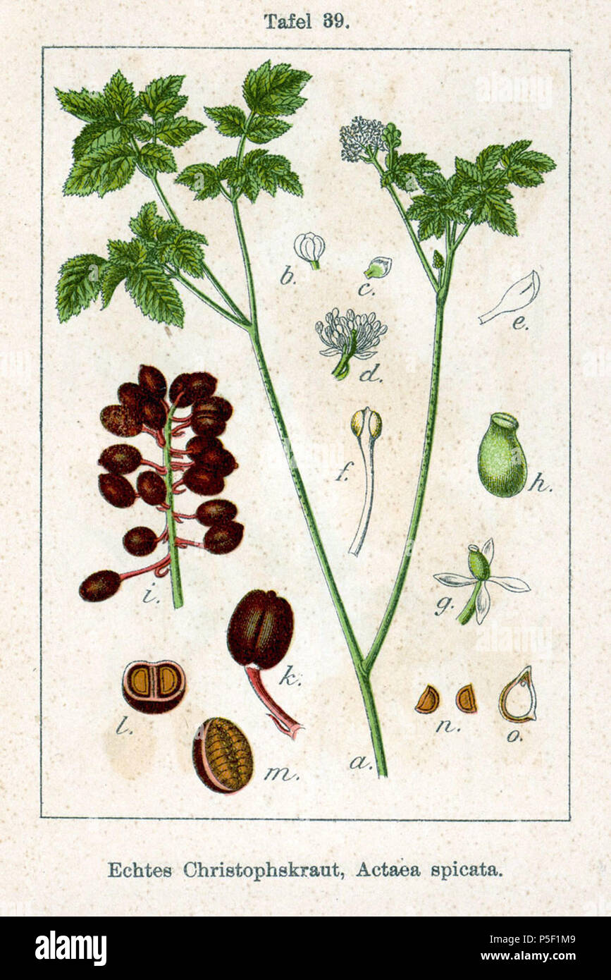 N/A. English: Actaea spicata L. Original Description Echtes Christophskraut, Actaea spicata  . 1796. Johann Georg Sturm (Painter: Jacob Sturm) 57 Actaea spicata Sturm05039 Stock Photo