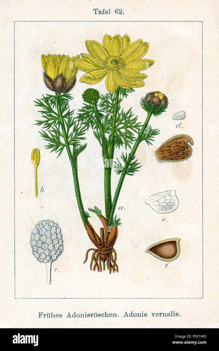 N/A. English: Adonis vernalis L. Original Description Frühes Adonisröschen, Adonis vernalis  . 1796. Johann Georg Sturm (Painter: Jacob Sturm) 62 Adonis vernalis Sturm05062 Stock Photo