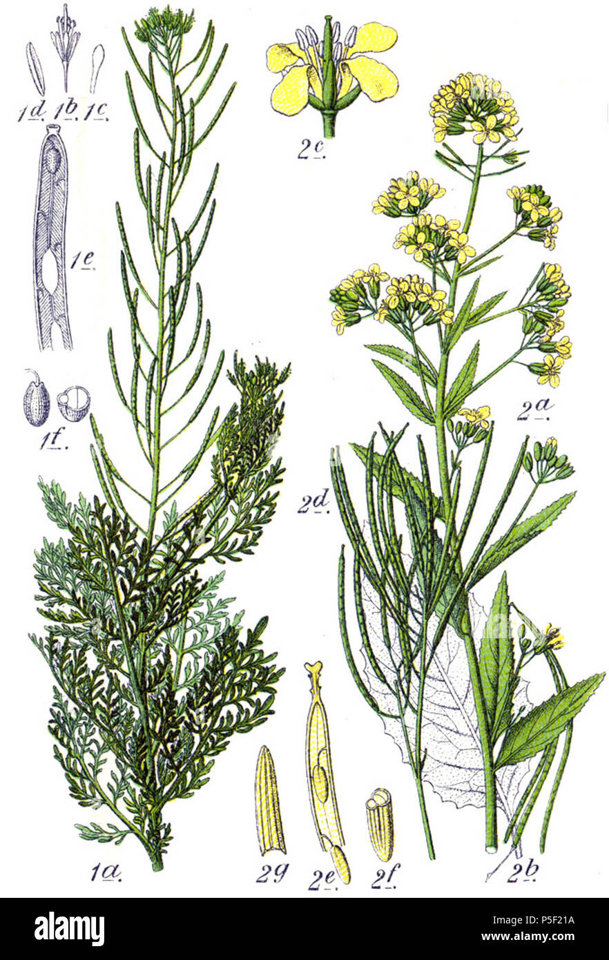 N/A. 1. Descurainia sophia (L.) Webb ex Prantl, syn. Crucifera sophia (L.) E.H.L.Krause 2. Sisymbrium strictissimum L., syn. Crucifera strictissima (L.) E.H.L.Krause Original Description 1. Wellsame, Crucifera sophia 2. Ganz steife Rauke, C. strictissima . 1796. Johann Georg Sturm (Painter: Jacob Sturm) 229 Brassicaceae spp Sturm5 Stock Photo
