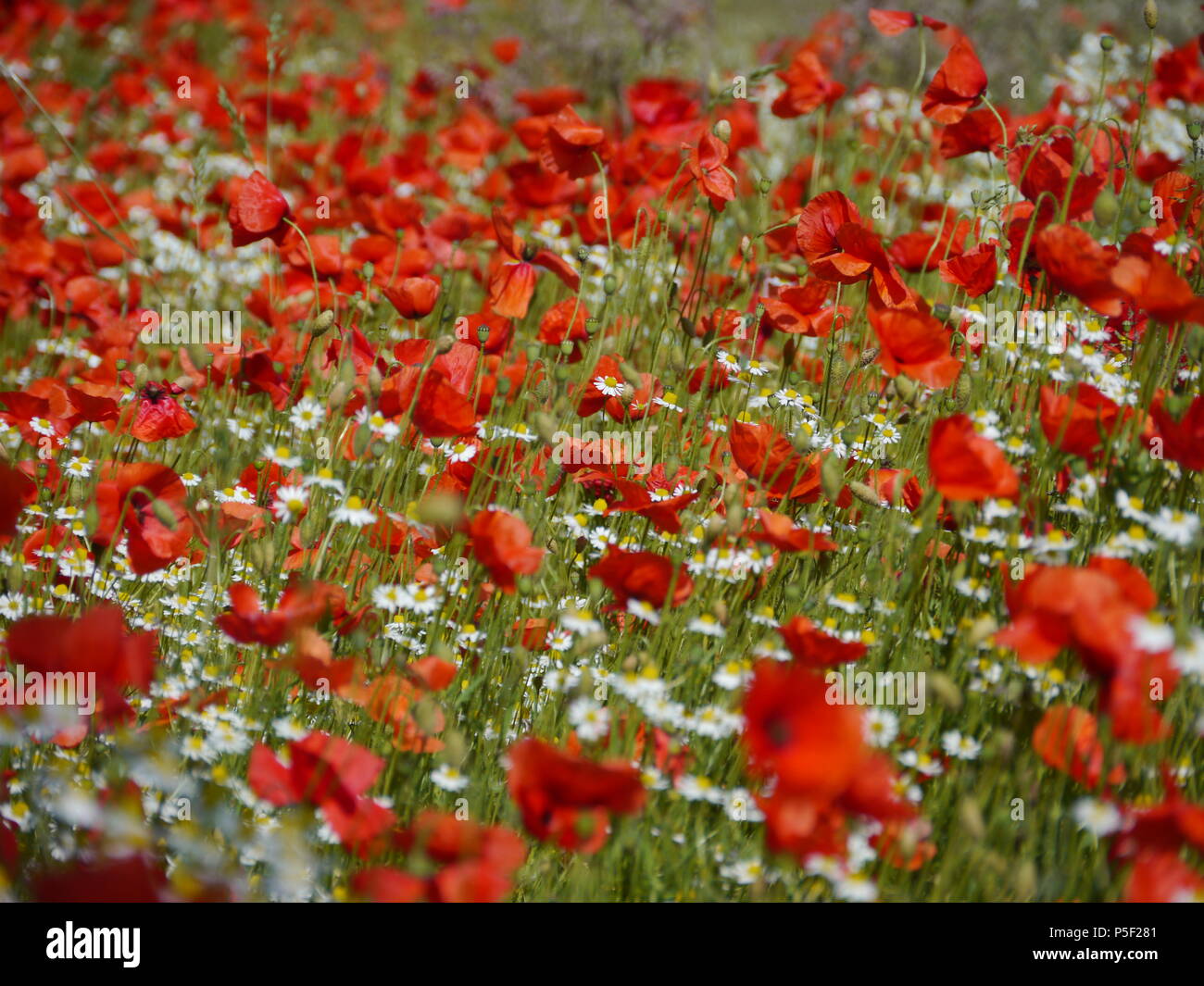 Monet Poppy Fields High Resolution Stock Photography and Images - Alamy