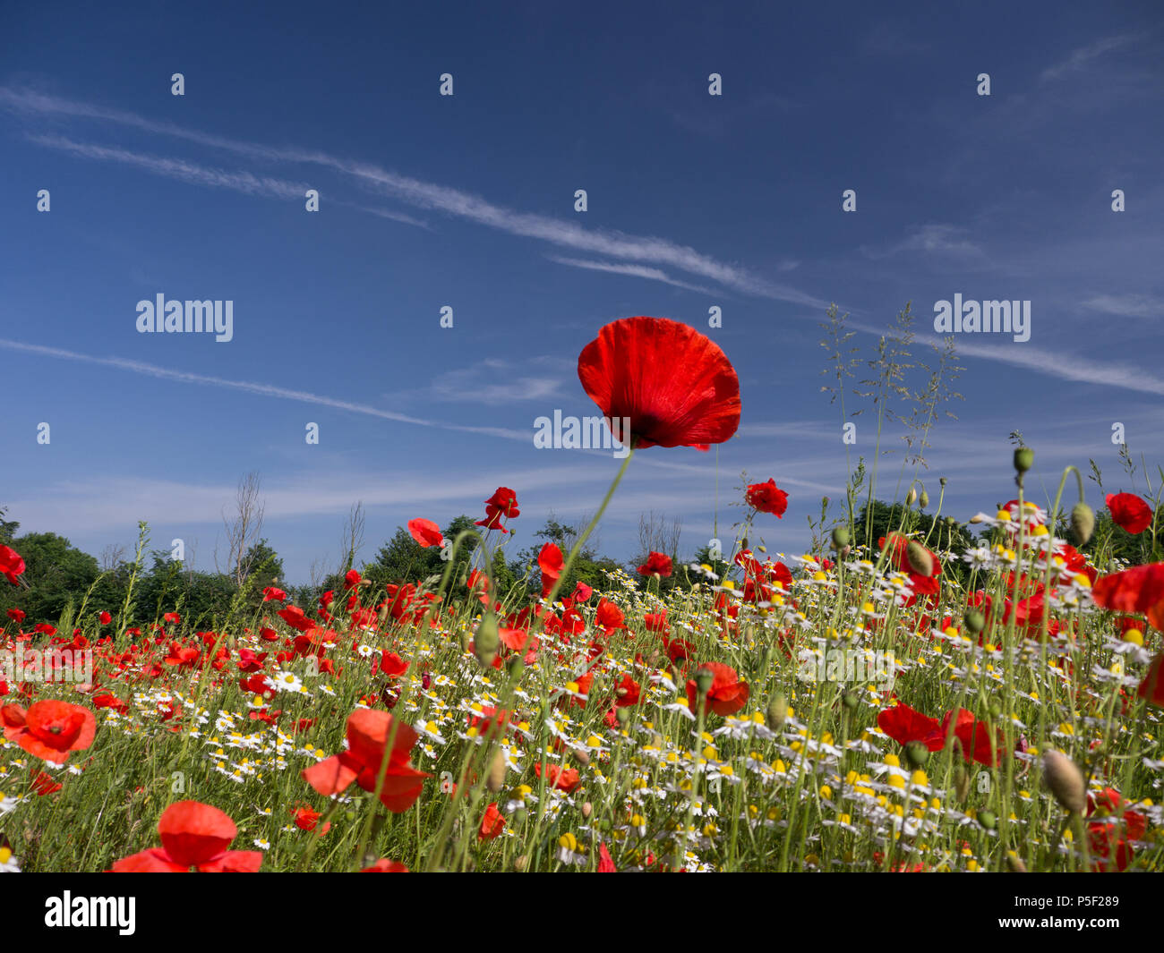 Wild poppies monet hi-res stock photography and images - Alamy