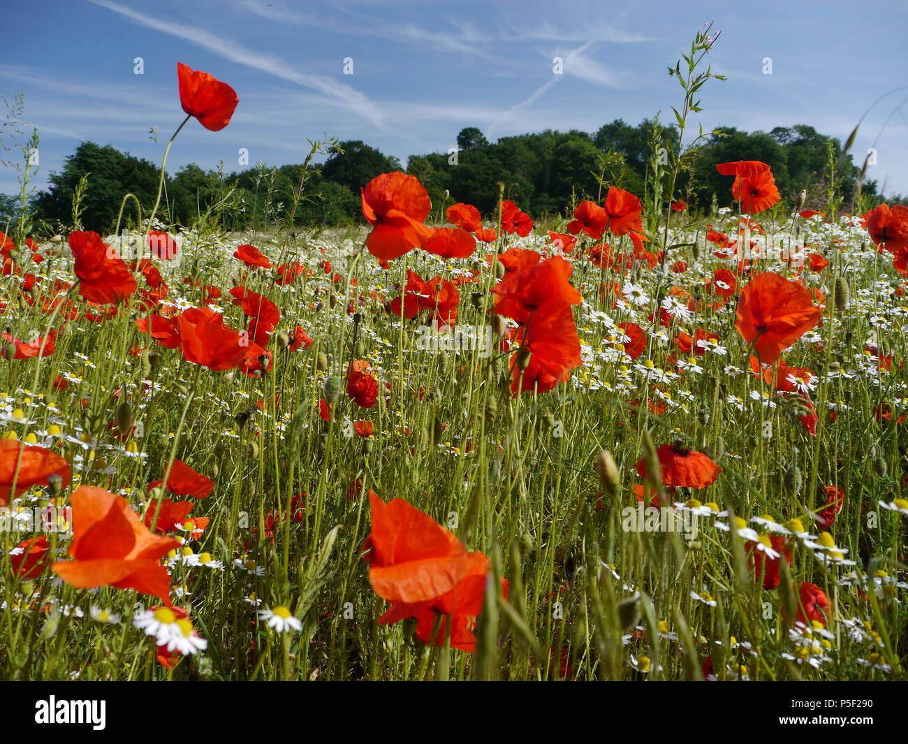 Wild poppies hires stock photography and images Alamy