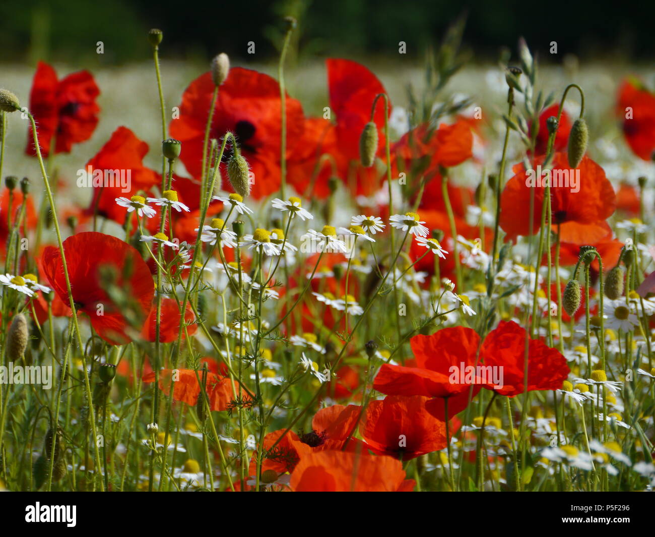 Wild poppies monet hi-res stock photography and images - Alamy