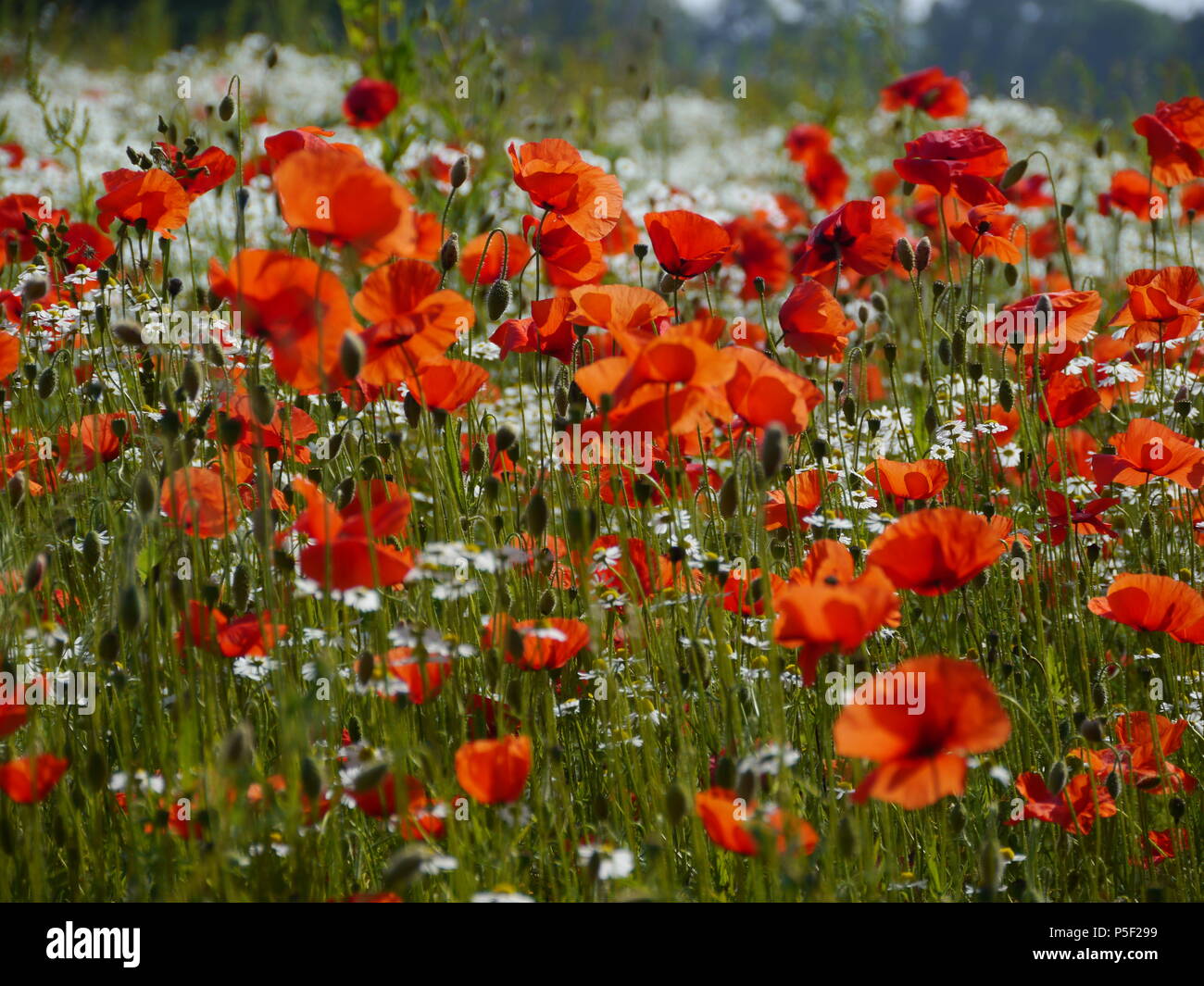 Wild poppies monet hi-res stock photography and images - Alamy