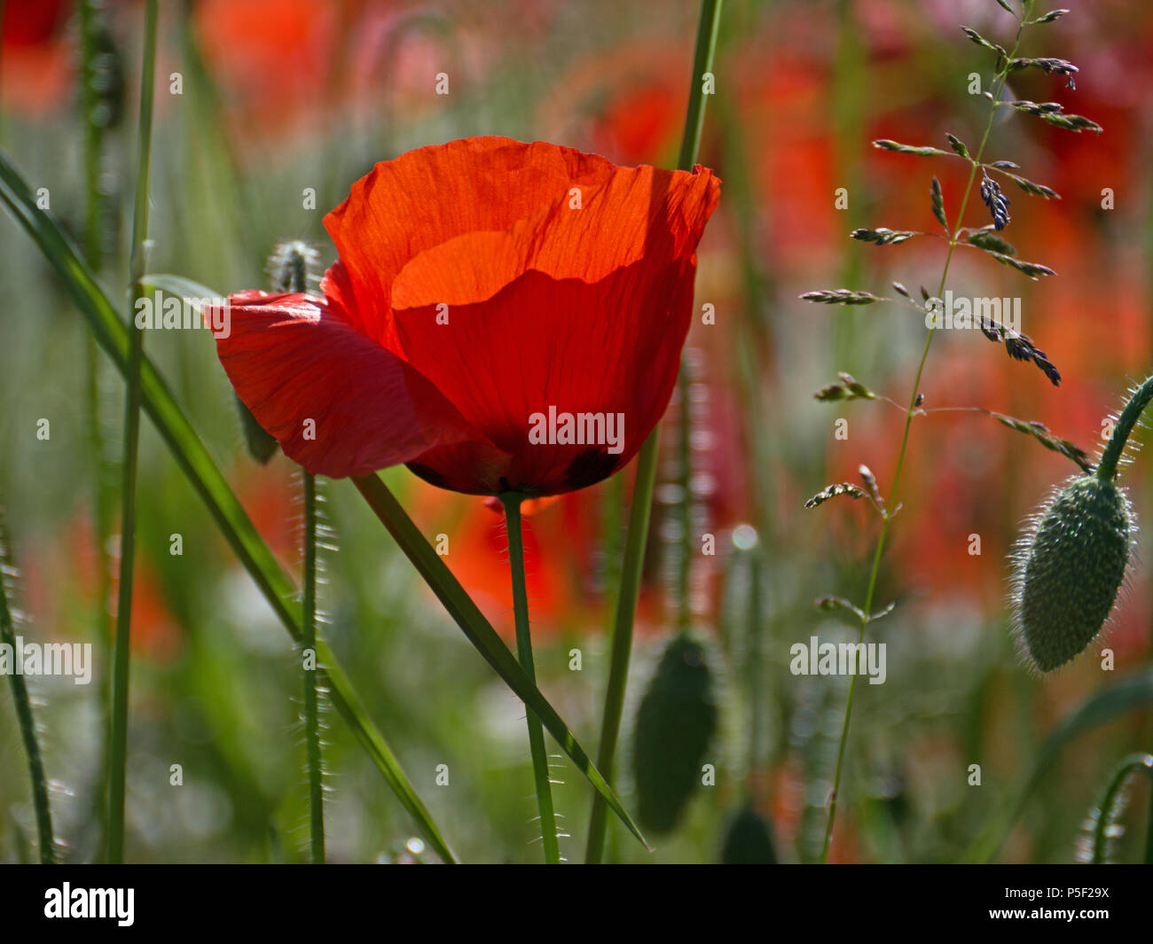 Wild poppies monet hi-res stock photography and images - Alamy