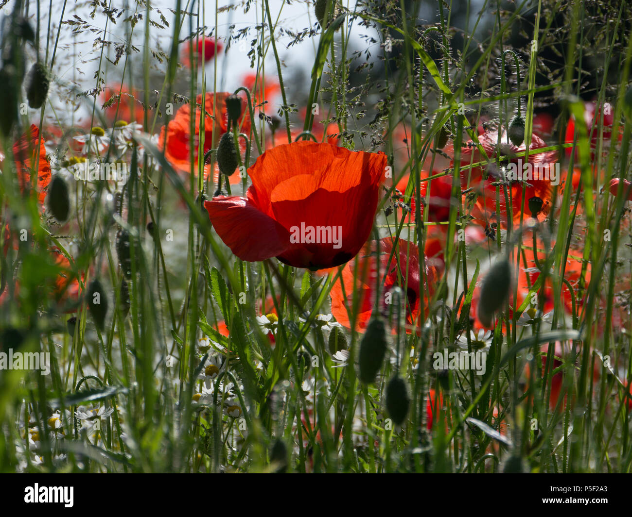 Wild poppies monet hi-res stock photography and images - Alamy
