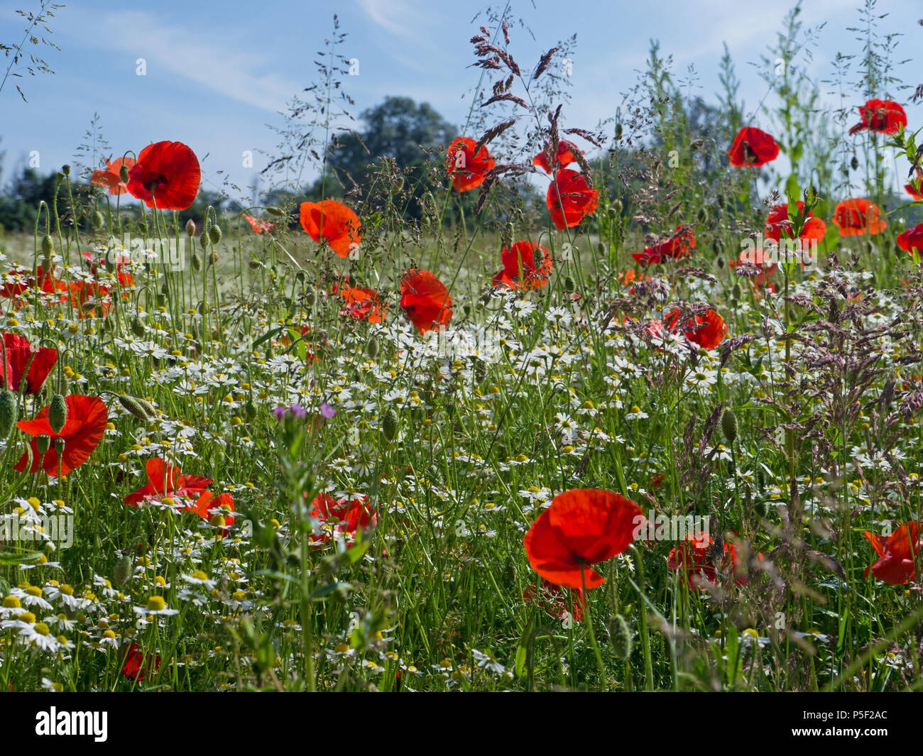 Wild poppies monet hi-res stock photography and images - Alamy