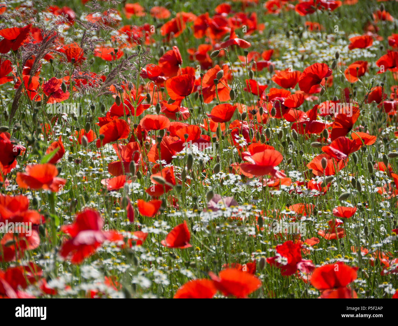 Wild poppies hires stock photography and images Alamy