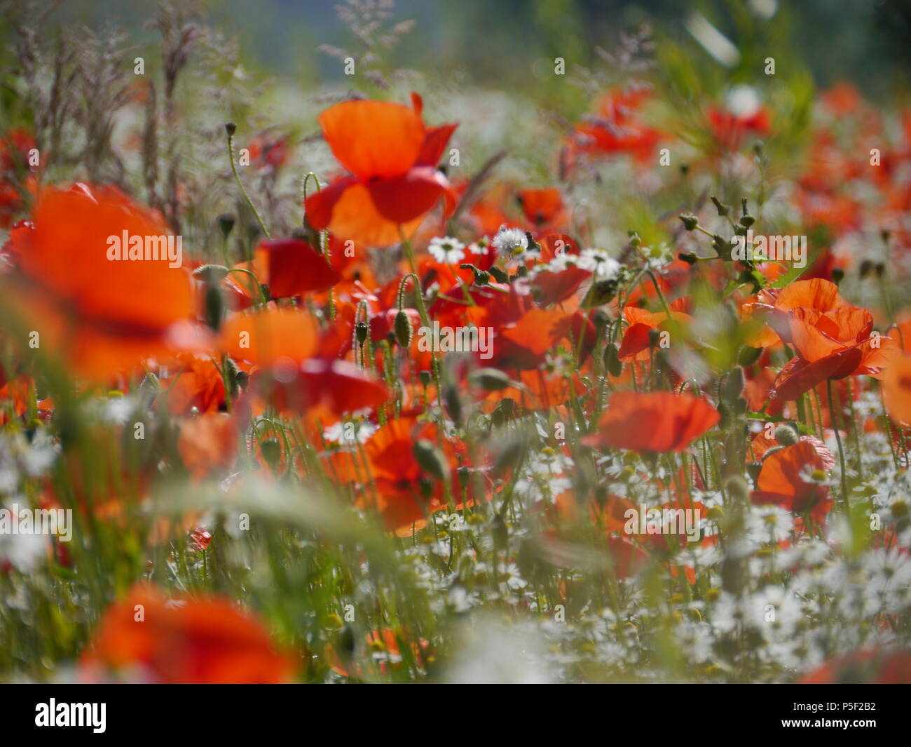 Wild poppies monet hi-res stock photography and images - Alamy