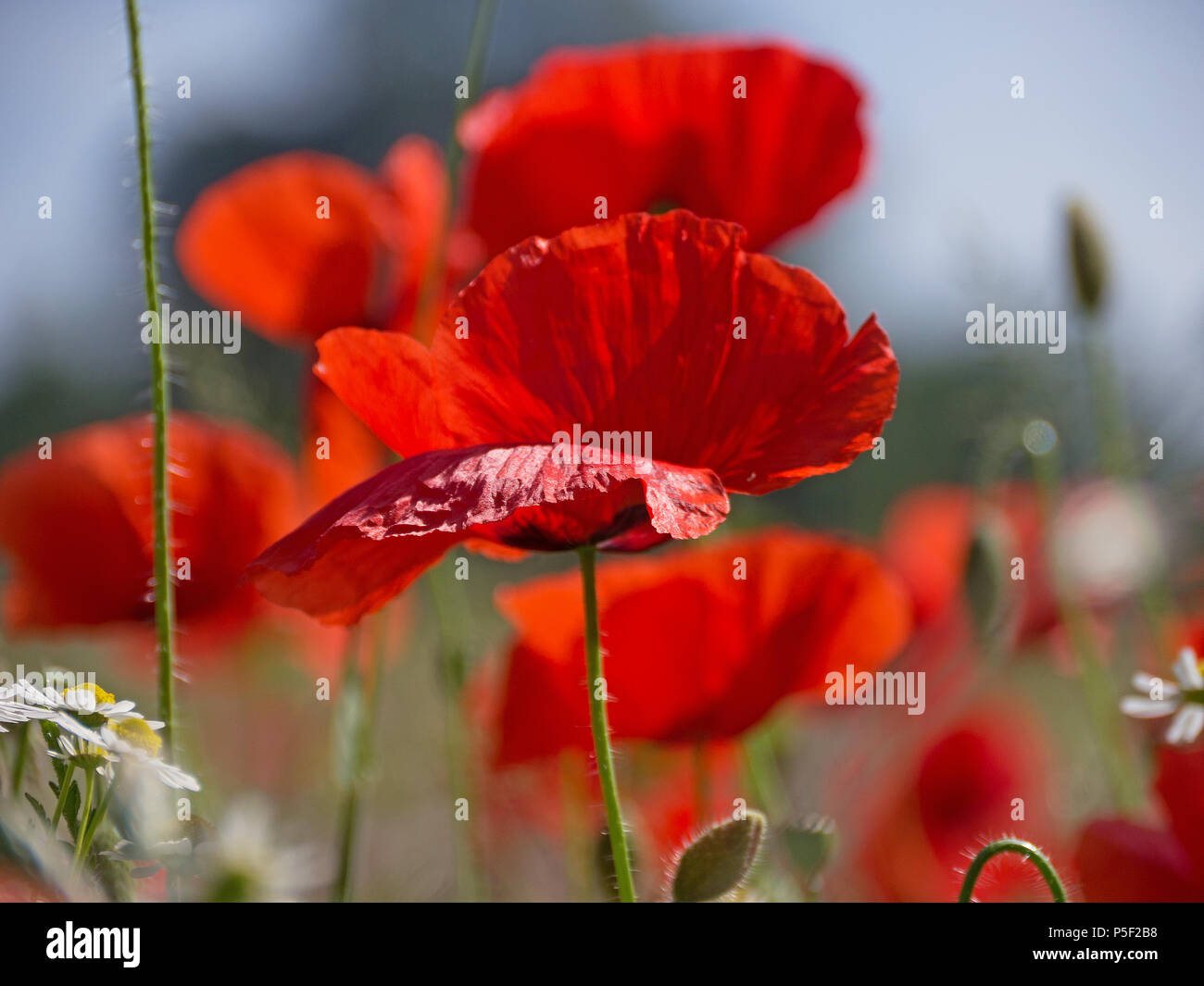 Wild poppies monet hi-res stock photography and images - Alamy