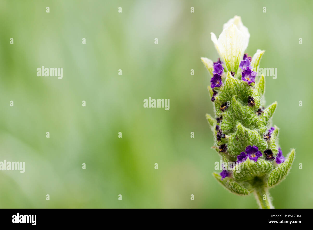 Lavandula stoechas white anouk, Spanish lavender flowers in summer, Dorset, United Kingdom Stock Photo