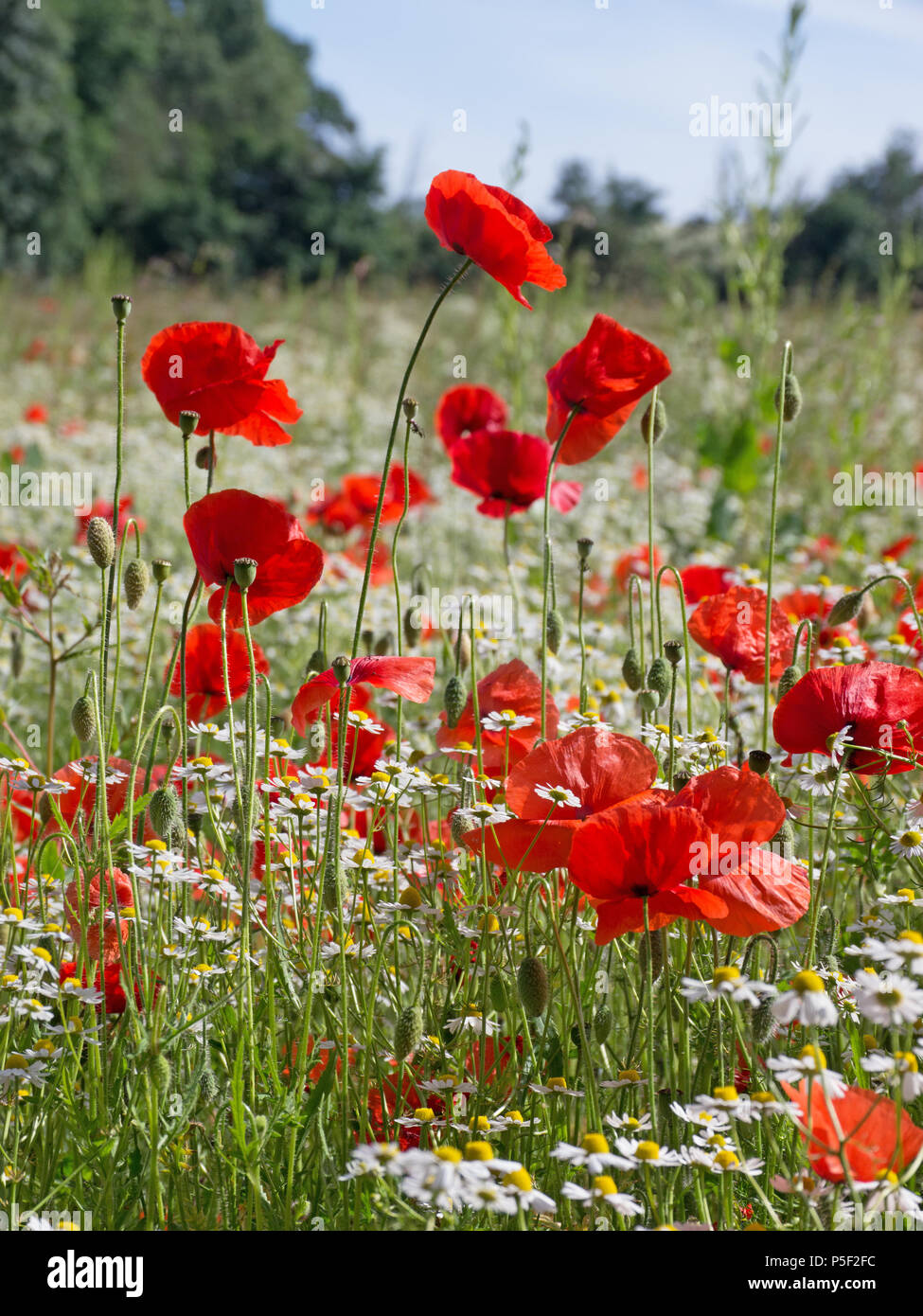 Wild poppies monet hi-res stock photography and images - Alamy