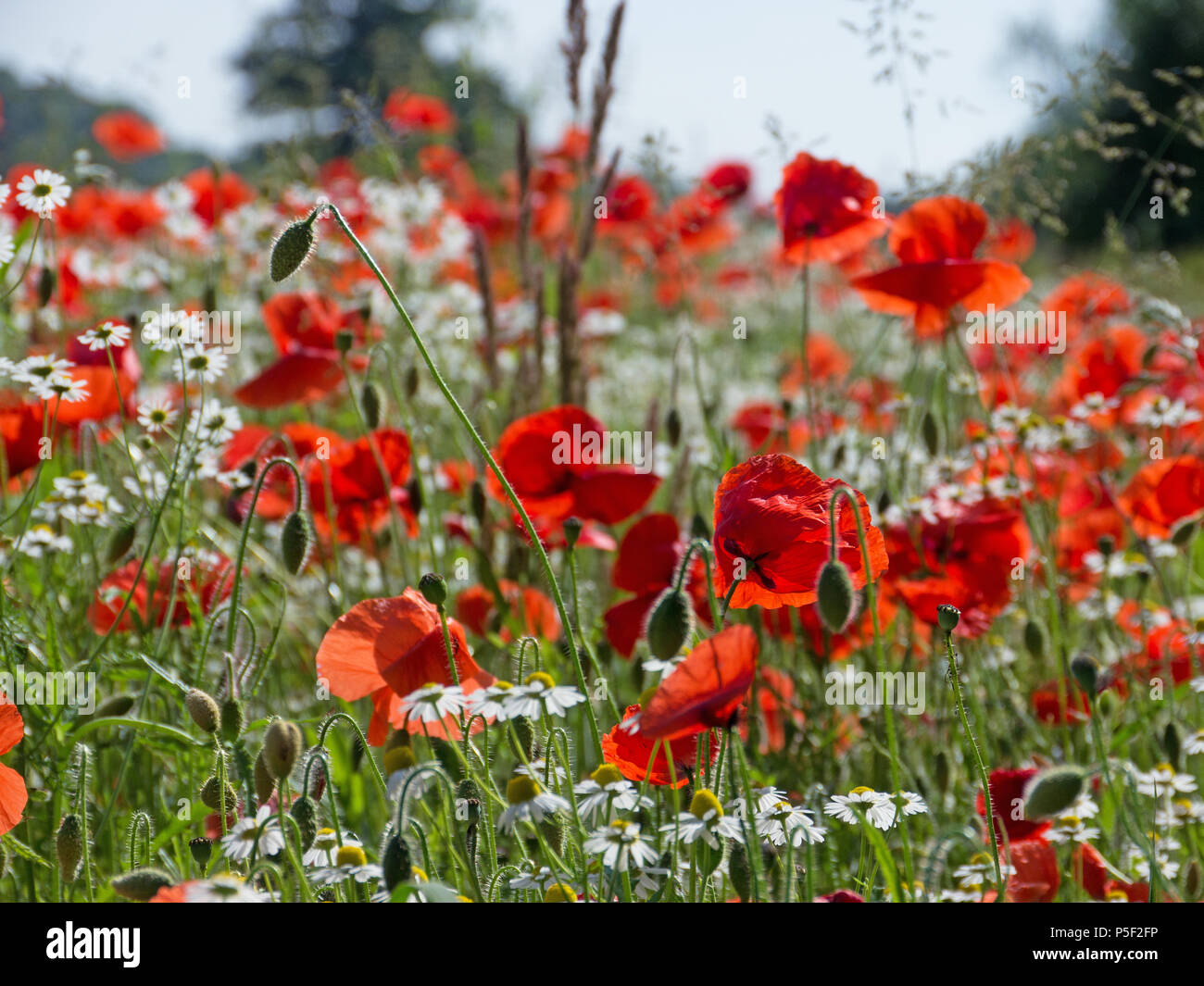 Wild poppies monet hi-res stock photography and images - Alamy