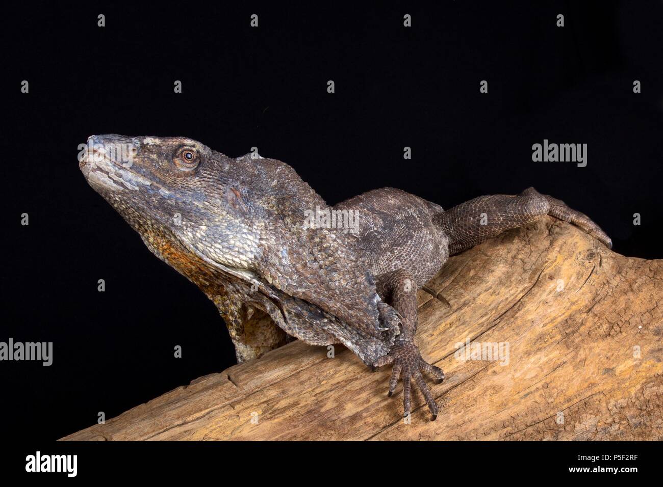 The Frilled-necked lizard (Chlamydosaurus kingii) is a species of lizard which is found mainly in northern Australia and southern New Guinea. Stock Photo