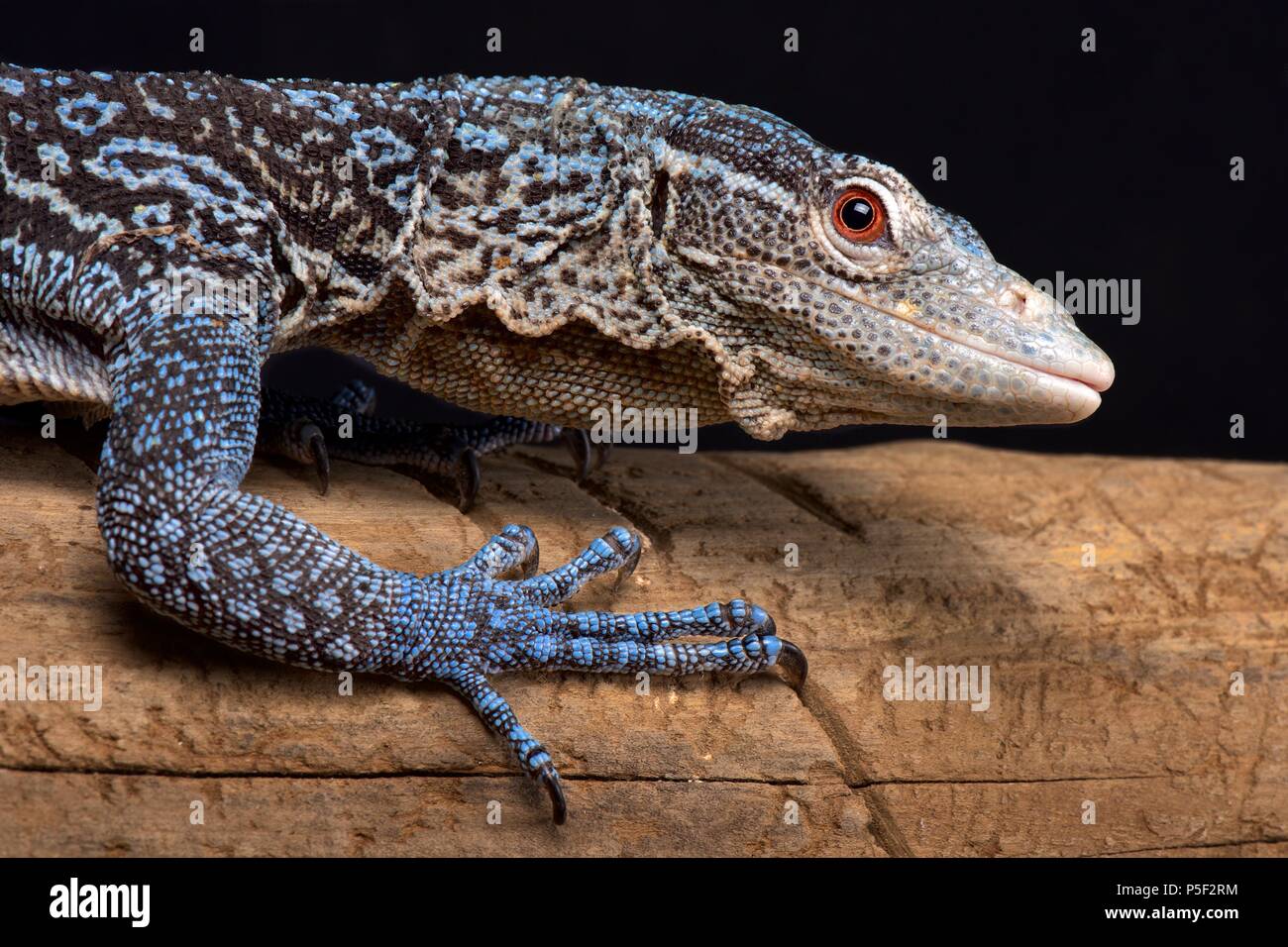 The Blue tree monitor (Varanus macraei) is endemic to the island of