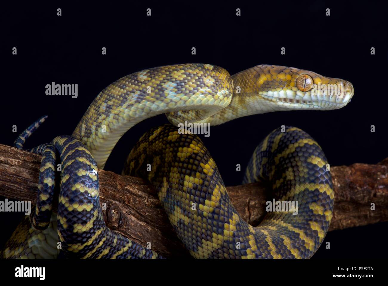 The Moluccan python (Simalia clastolepis) is endemic to the Maluku ...