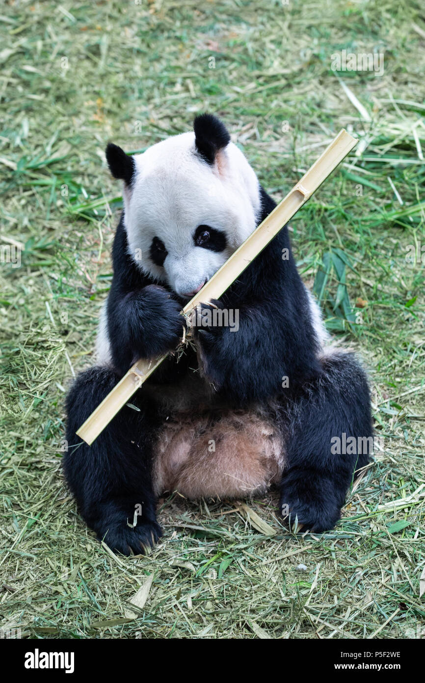 Portrait of an endangered black and white panda bear eating bamboo. Singapore. Stock Photo