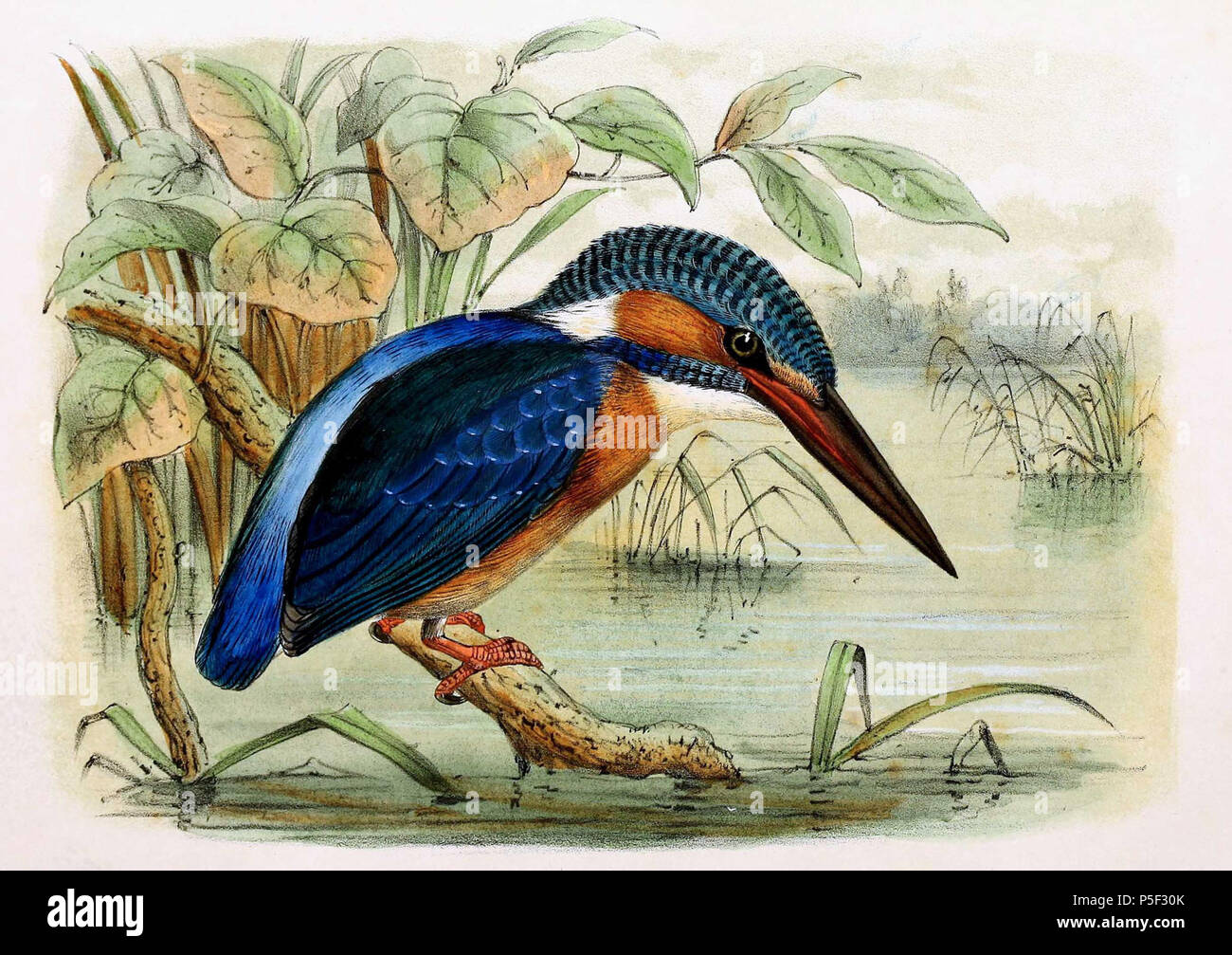 N/A.  English: « Alcedo ispida » = Alcedo atthis ispida (Subspecies of Common kingfisher) Français: « Alcedo ispida » = Alcedo atthis ispida (Sous-espèce de Martin-pêcheur d'Europe) . 1869.   John Gerrard Keulemans  (1842–1912)      Alternative names Johannes Gerardus Keulemans; J. G. Keulemans  Description Dutch ornithologist and artist  Date of birth/death 8 June 1842 29 December 1912  Location of birth/death Rotterdam London  Authority control  : Q1335286 VIAF:42113661 ISNI:0000 0000 6313 981X ULAN:500041975 LCCN:no98083374 NLA:35268760 WorldCat 77 Alcedo atthis ispida 1869 Stock Photo