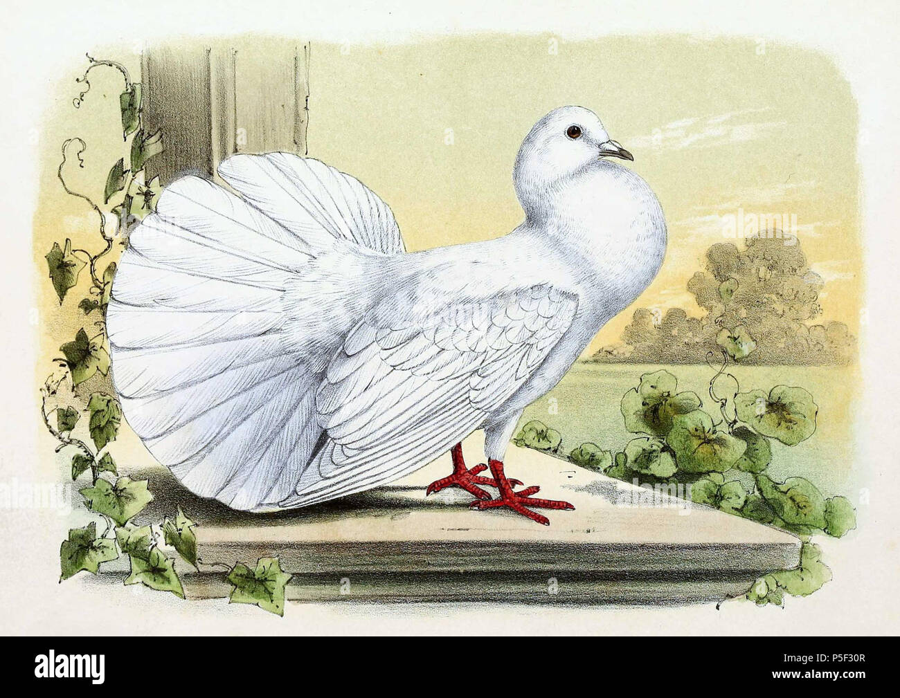 N A English Columba Domestica Columba Livia Domestica Domestic Pigeon Breed Fantail Pigeon Francais Columba Domestica Columba Livia Domestica Pigeon Domestique Pigeon Paon 1869