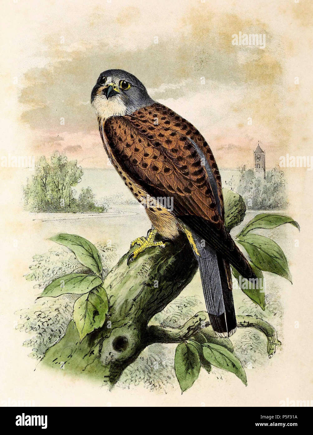 Faucon crécerelle Falco tinnunculus kestrel Turmfalke  Bon point IMAGE CARD 60s 