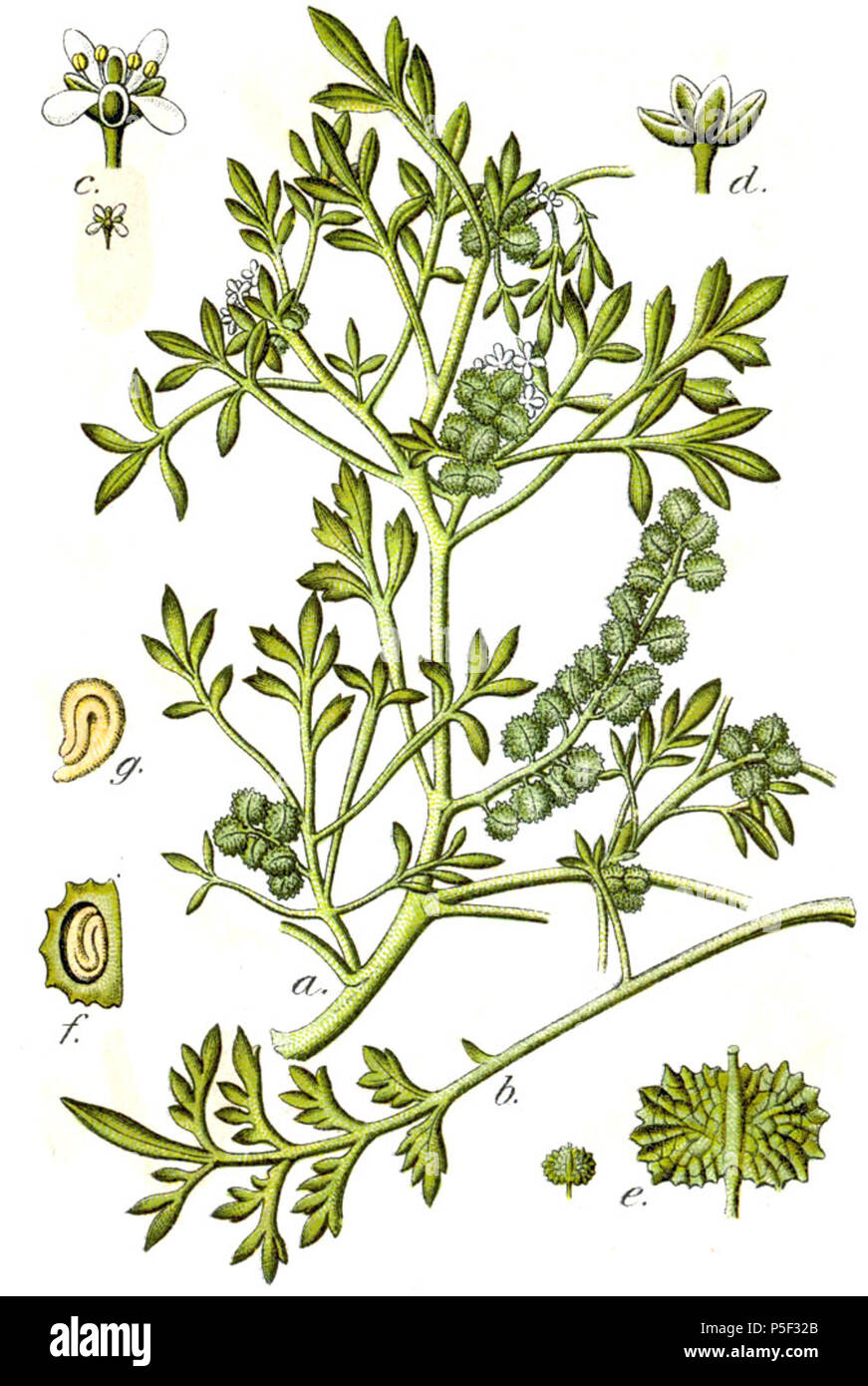 N/A. Tela-Botanica.org/ThePlantList.org: Lepidium squamatum Forssk., syn. Coronopus squamatus (Forssk.) Asch., Lepidium coronopus (L.) Al-Shehbaz, Crucifera ruellii (All.) E.H.L.Krause Original Caption Ruellius-Kresse, Crucifera ruellii . 1796. Johann Georg Sturm (Painter: Jacob Sturm) 381 Coronopus ruellii Sturm29 Stock Photo