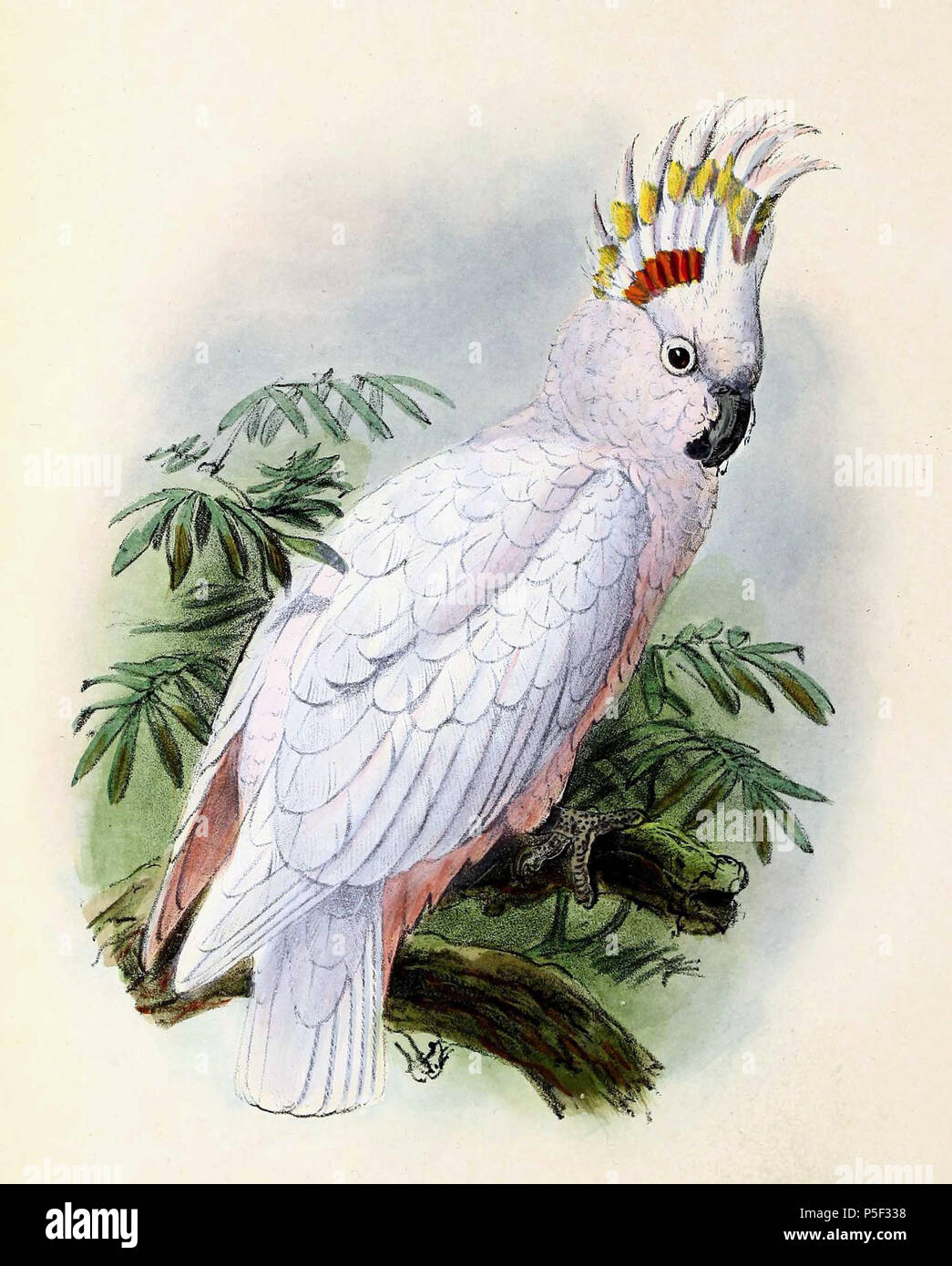 Cacatoes de leadbeater hires stock photography and images Alamy