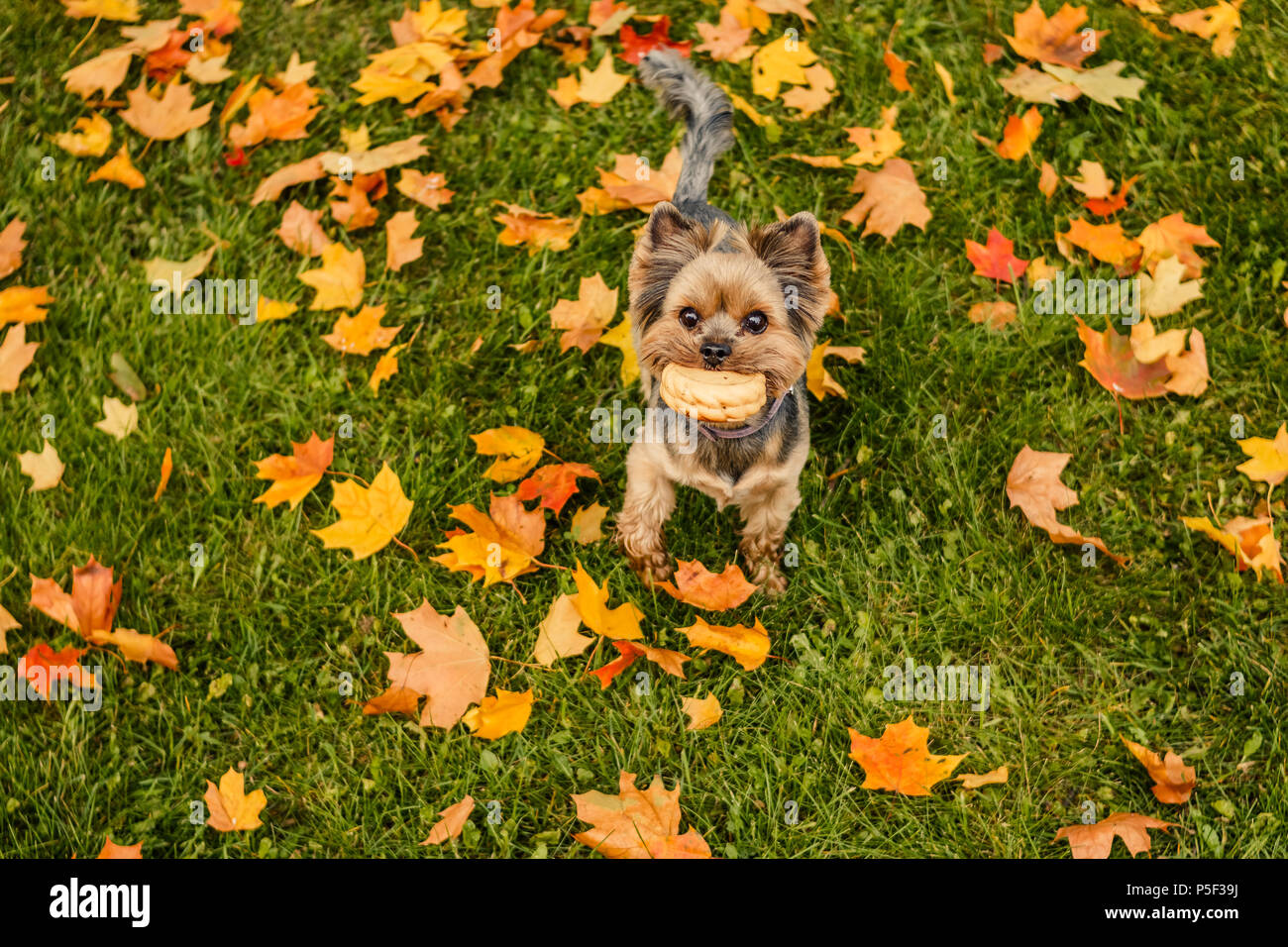 Yorkshire Terrier With Short Hair Running Through Autumn Park Dog