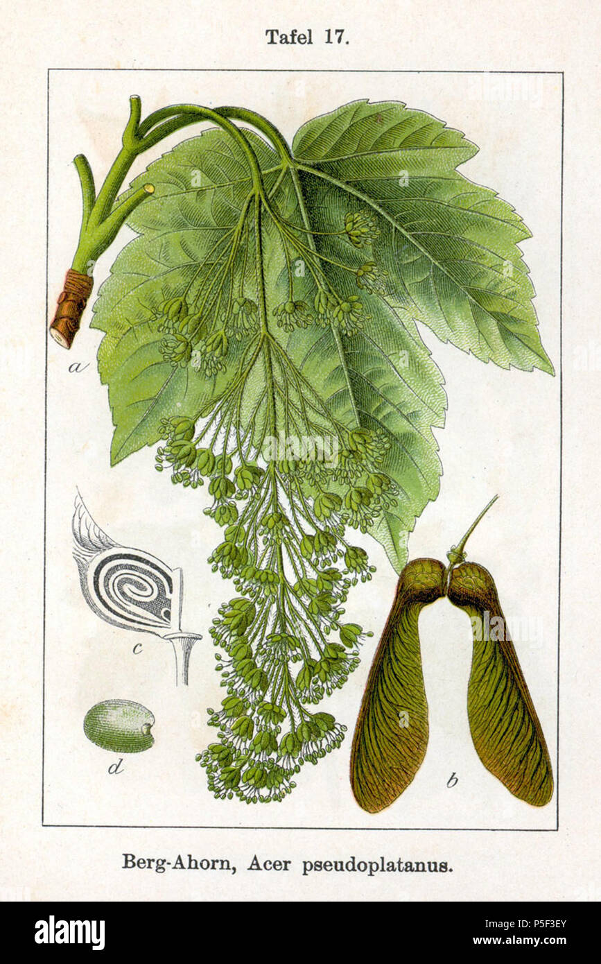 N/A. English: Acer pseudoplatanus L. Original Description Berg-Ahorn, Acer pseudoplatanus  :   . 1796. Johann Georg Sturm (Painter: Jacob Sturm) 56 Acer pseudoplatanus Sturm07017 Stock Photo