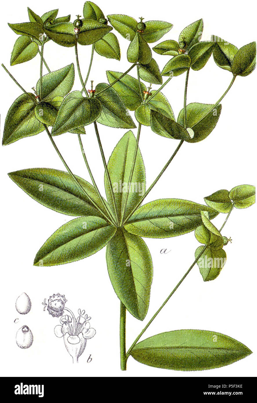N/A. Euphorbia dulcis L. Original Caption Süsse Wolfsmilch, Euphorbia dulcis . 1796. Johann Georg Sturm (Painter: Jacob Sturm) 535 Euphorbia dulcis Sturm28 Stock Photo