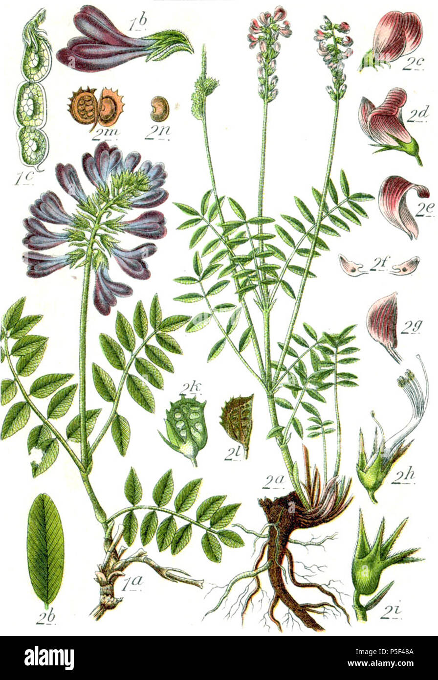 N/A. 1: Hedysarum hedysaroides (L.) Schinz & Thell. subsp. hedysaroides, syn. Hedysarum obscurum L. , nom. illeg. 2: Onobrychis viciifolia Scop., syn. Hedysarum onobrychis L. Original Caption 1. Süssklee, Hedysarum obscurum 2. Esparette, H. onobrychis . 1796. Johann Georg Sturm (Painter: Jacob Sturm) 544 Faboideae spp Sturm25 Stock Photo