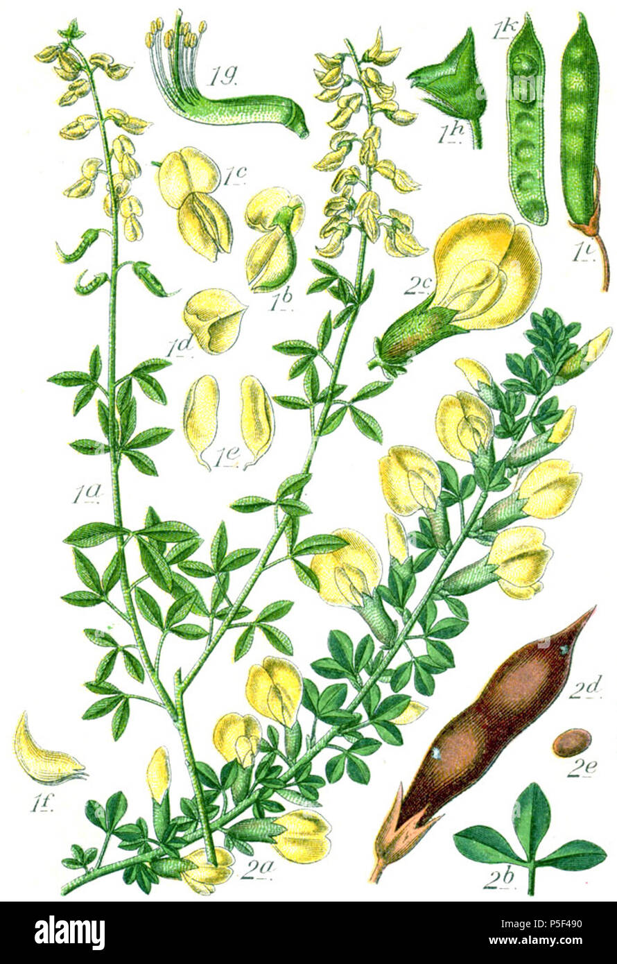N/A. 1. Cytisus nigricans L. 2. FloraWeb.de: Regensburger Geißklee, Chamaecytisus ratisbonensis (Schaeff.) Rothm. Unresolved names: Genista nigricans (L.) E.H.L.Krause, Genista ratisbonensis (Schaeff.) E.H.L.Krause Original Caption 1. Schwarzer Geissklee, Genista nigricans 2. Regensburger Geissklee, G. ratisbonensis . 1796. Johann Georg Sturm (Painter: Jacob Sturm) 544 Faboideae spp Sturm26 Stock Photo