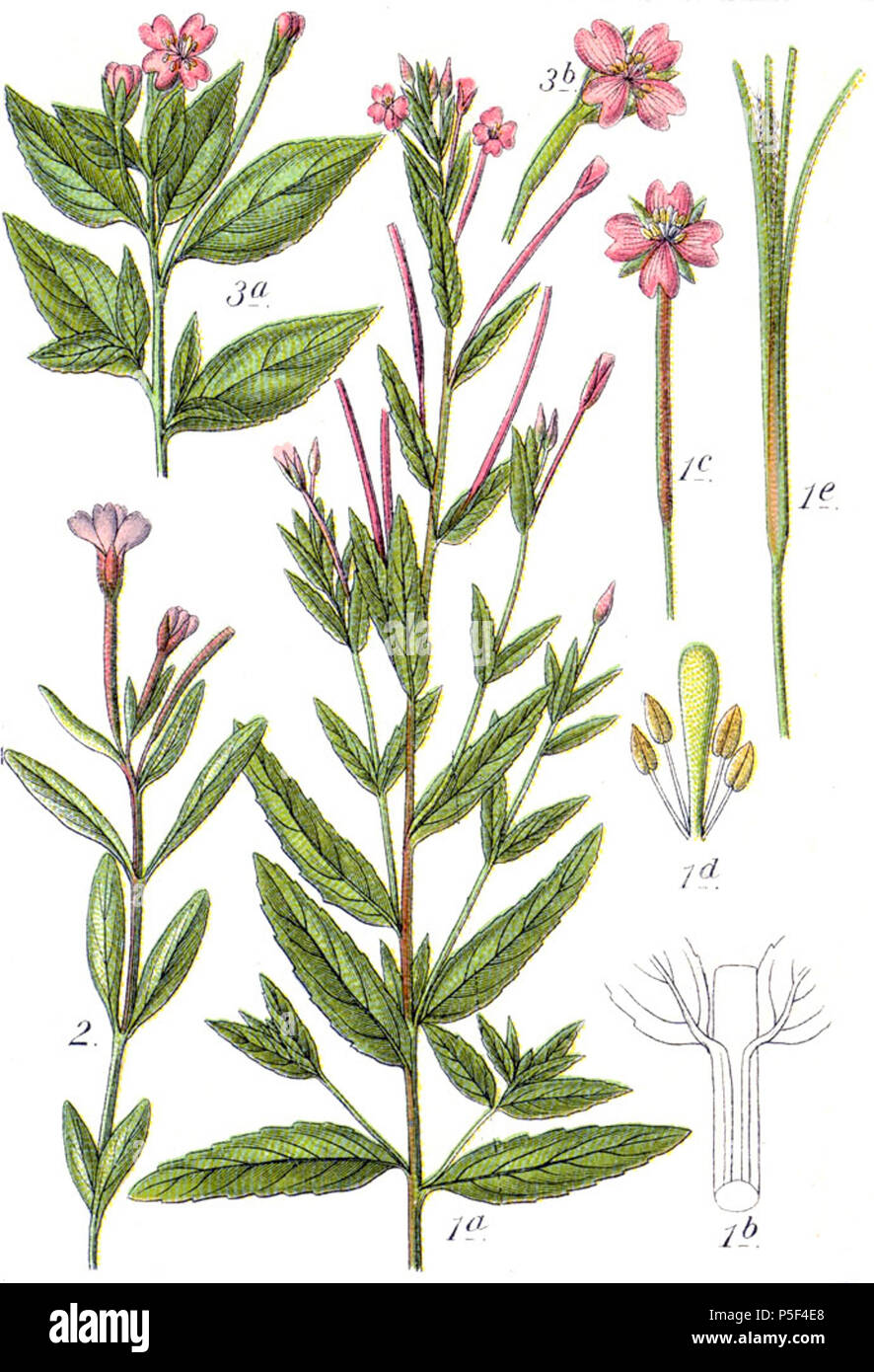 N/A. 1. Epilobium tetragonum subsp. tetragonum L., syn. Epilobium adnatum Griseb. s. str. 2. Epilobium anagallidifolium Lam. 3. Epilobium alsinifolium Vill. Original Caption 1. Vierkantiges Weidenröschen, Epilobium adnatum 2. Gauchheil-Röschen, E. anagallidifolium 3. Mieren-Röschen, E. alsinifolium . 1796. Johann Georg Sturm (Painter: Jacob Sturm) 520 Epilobium spp Sturm40 Stock Photo
