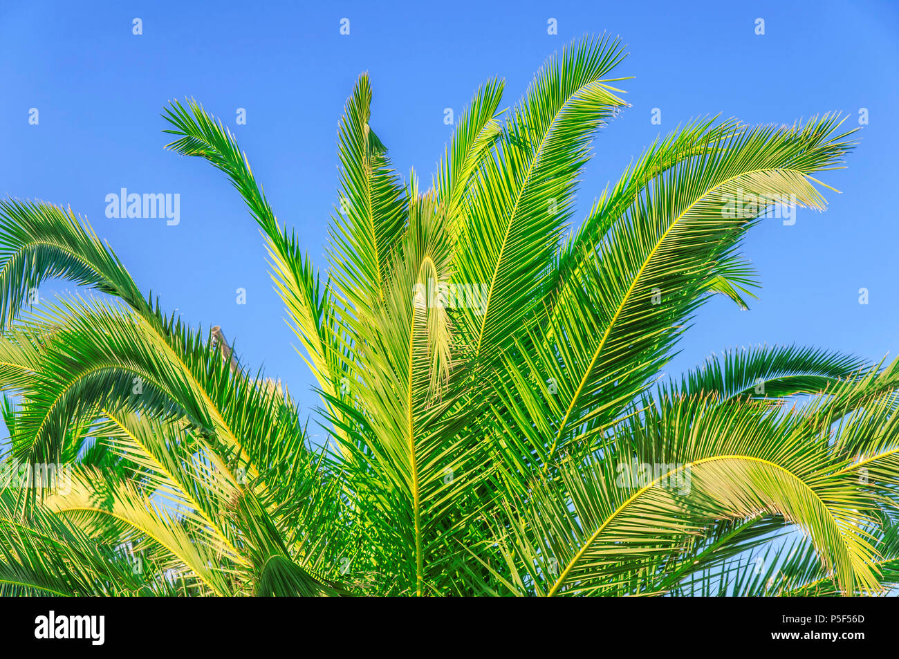 Green Palm Maxi main image 0