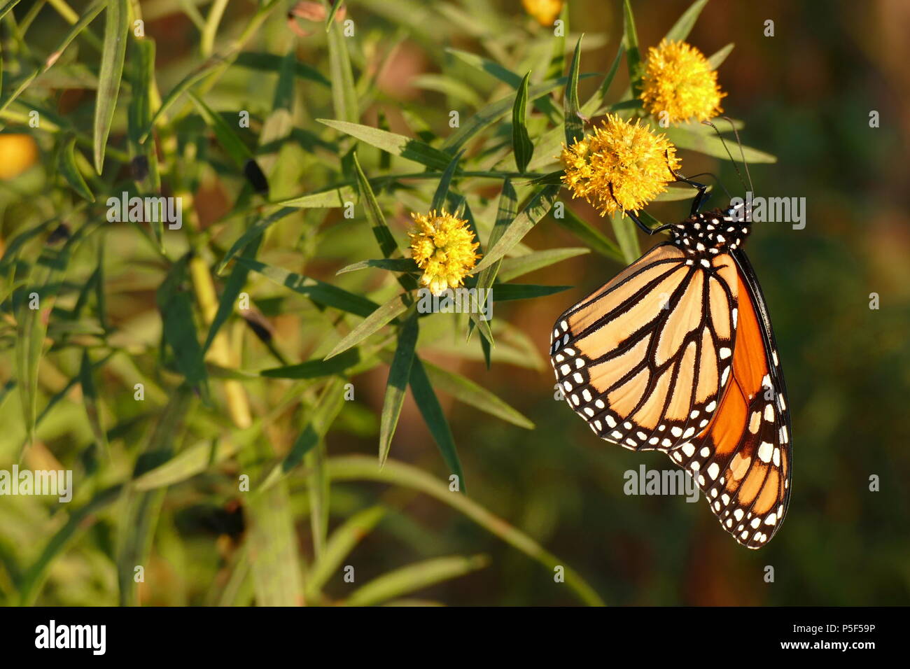 A Monarch butterfly feeds on nectar in the gardens. Stock Photo