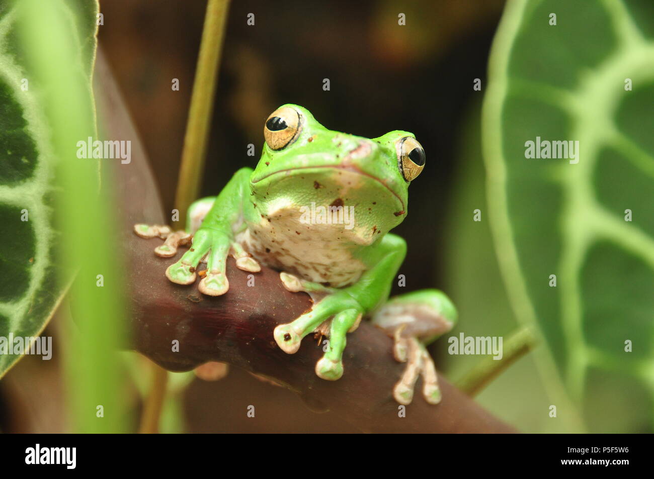 Tree frog posing for the camera Stock Photo