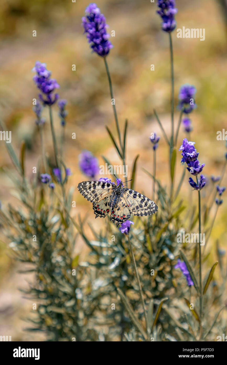 Amazing butterfly perched at the lavender flower, Vertical view Stock Photo