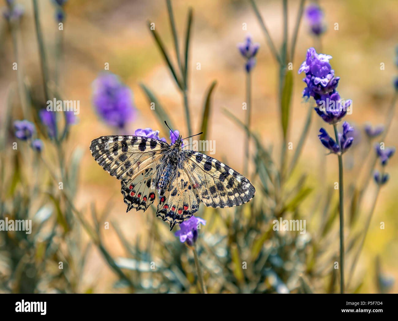 Amazing butterfly perched at the lavender flower, butterflies on a lavender flower Stock Photo