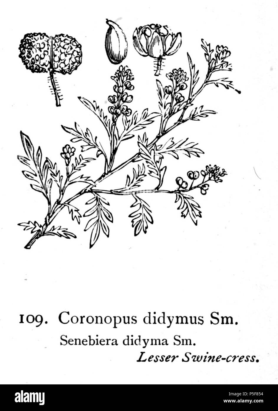 N/A. Illustration Coronopus didymus . 1924.   Walter Hood Fitch  (1817–1892)      Alternative names W. H. Fitch; Walter H. Fitch; Fitch  Description British engraver and botanist  Date of birth/death 28 February 1817 14 January 1892  Location of birth/death Glasgow London  Work period 1834-1888  Authority control  : Q1102060 VIAF:12458289 ISNI:0000 0000 8091 8938 ULAN:500124398 LCCN:n79120942 NLA:36553990 WorldCat 381 Coronopus didymus i01 Stock Photo