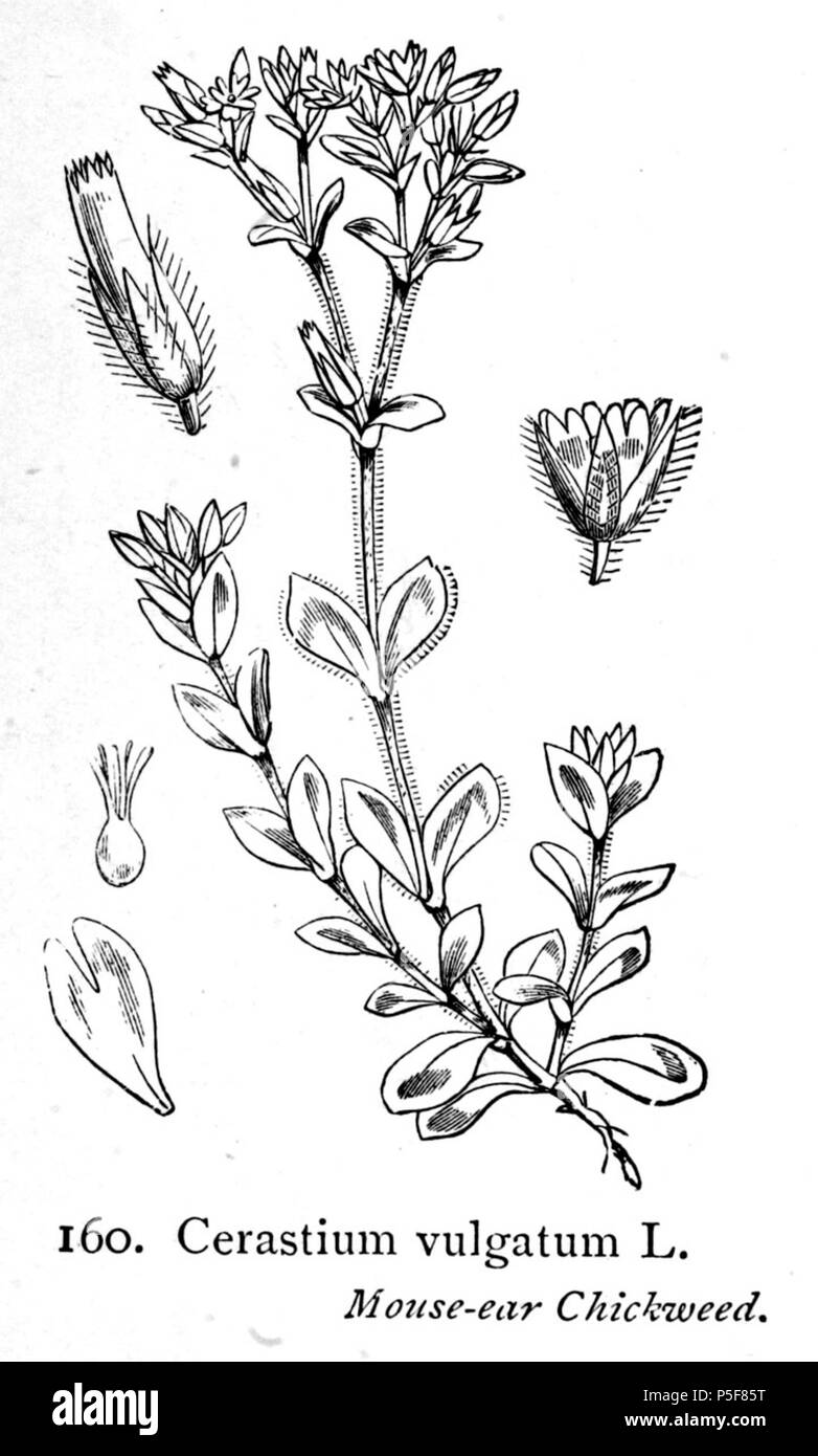 N/A. Illustration of Cerastium fontanum . 1924.   Walter Hood Fitch  (1817–1892)      Alternative names W. H. Fitch; Walter H. Fitch; Fitch  Description British engraver and botanist  Date of birth/death 28 February 1817 14 January 1892  Location of birth/death Glasgow London  Work period 1834-1888  Authority control  : Q1102060 VIAF:12458289 ISNI:0000 0000 8091 8938 ULAN:500124398 LCCN:n79120942 NLA:36553990 WorldCat 286 Cerastium holosteoides i03 Stock Photo
